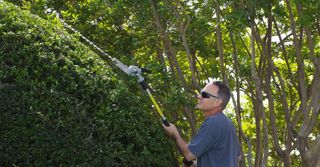 trimming hedge thumbtack