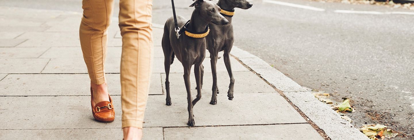 walking company near me