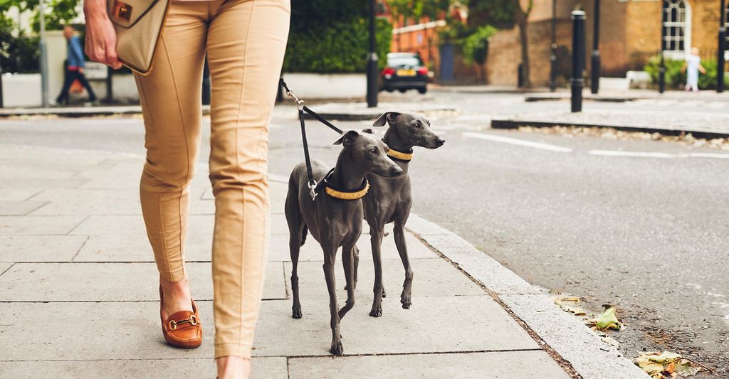 The 10 Best Dog Walking Services Near Me (with Free Estimates)