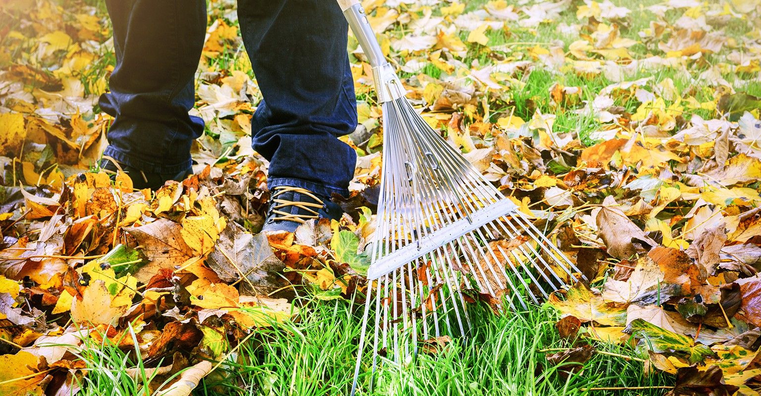 The 10 Best Leaf Raking Services Near Me (with Free Estimates)