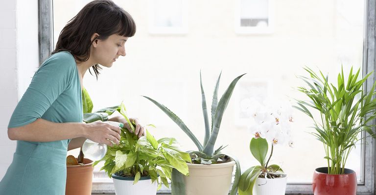 the-10-best-plant-care-services-near-me-with-free-estimates