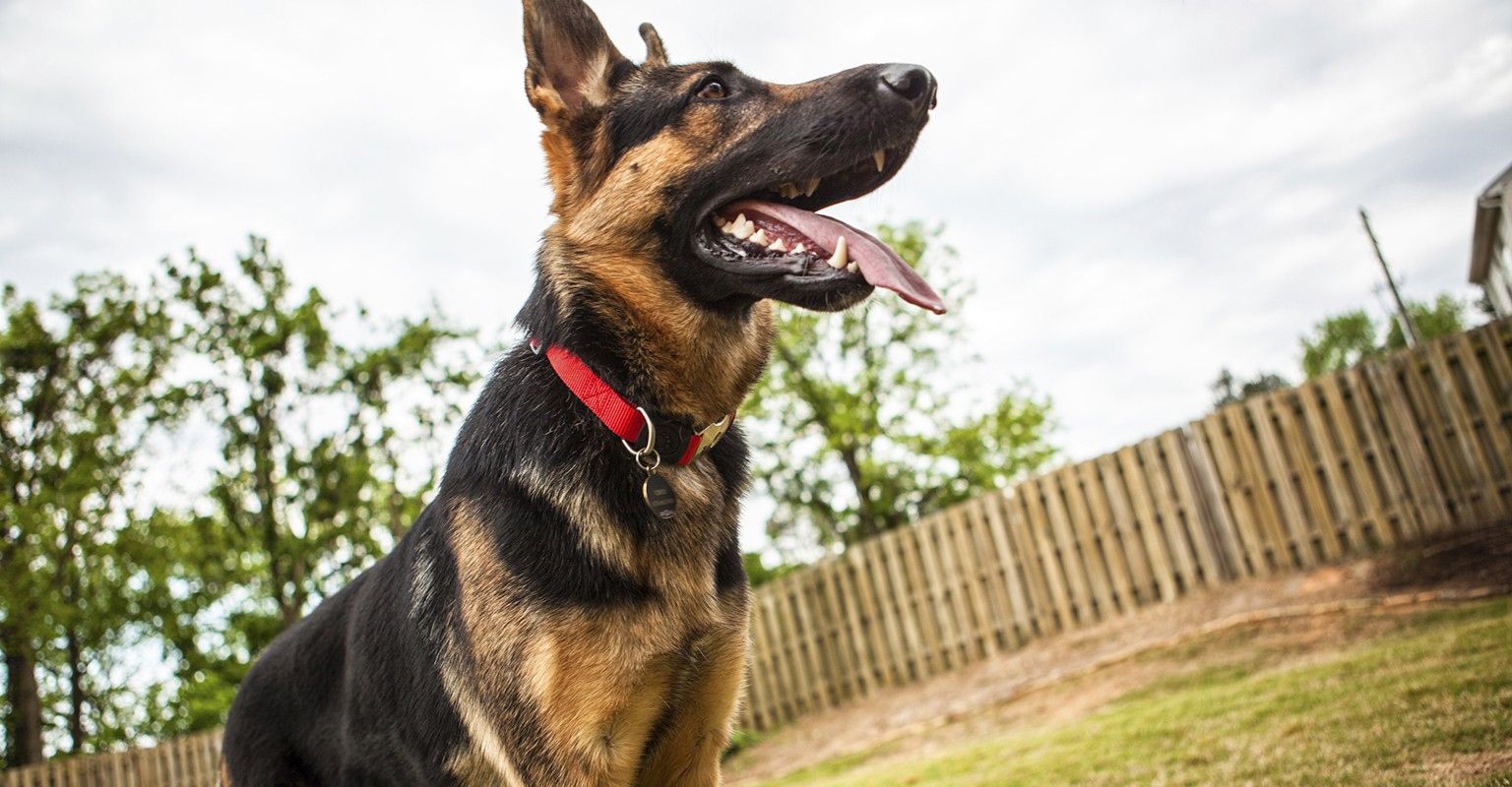 The 10 Best Invisible Dog Fence Installation Companies in Dallas, TX