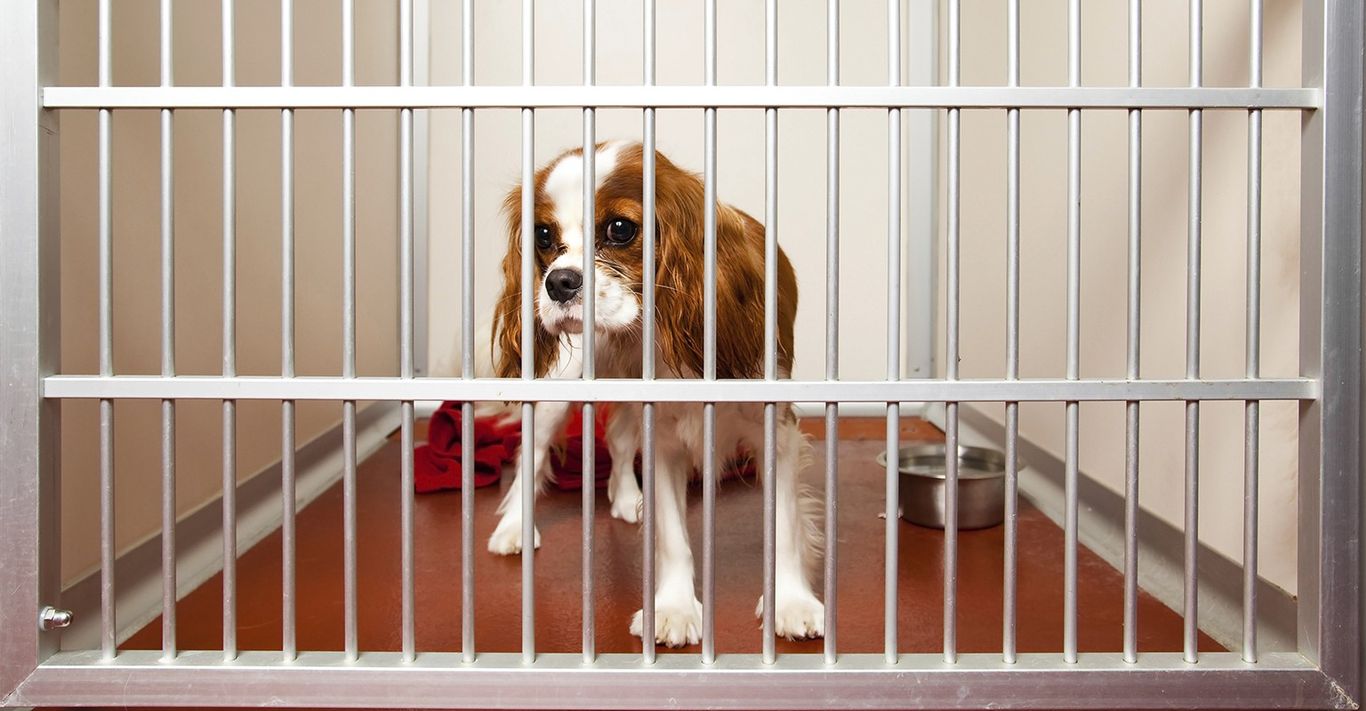 The 10 Best Group Dog Training Classes Near Me (with Free Estimates)