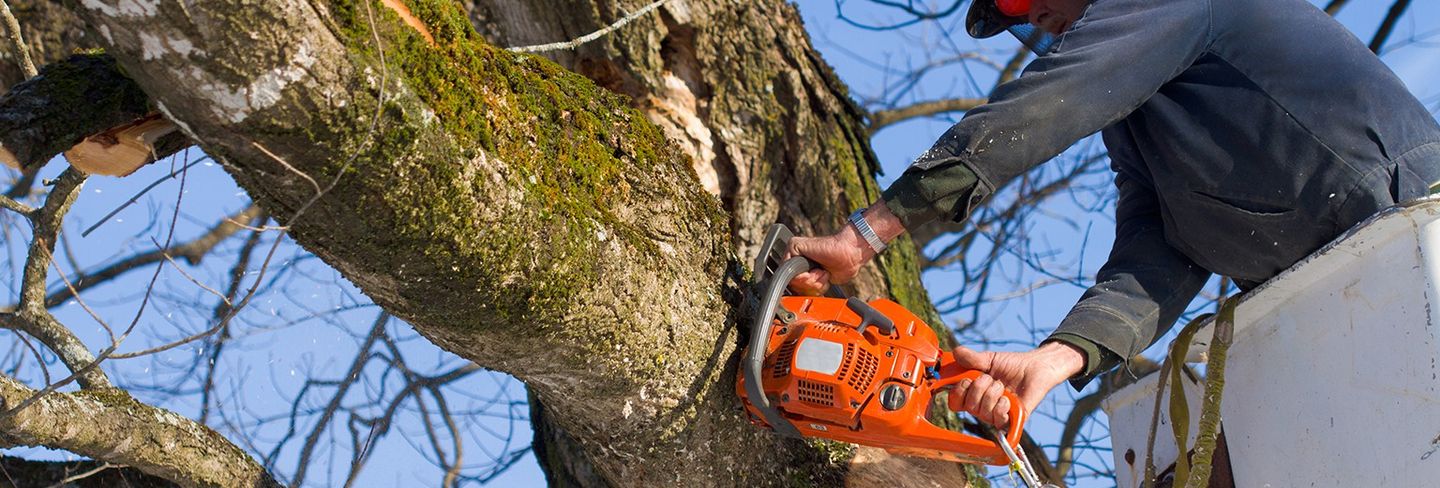 tree removal murfreesboro tn