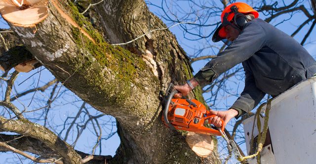 tree service