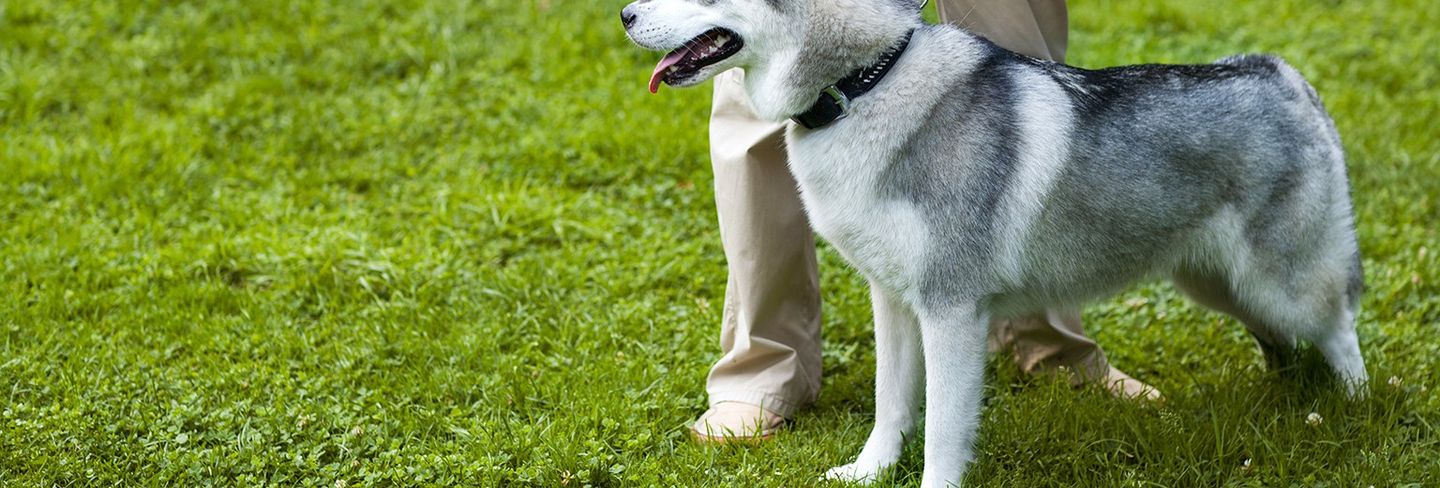 The 10 Best Dog Trainers in Council Bluffs, IA (with Free Estimates)