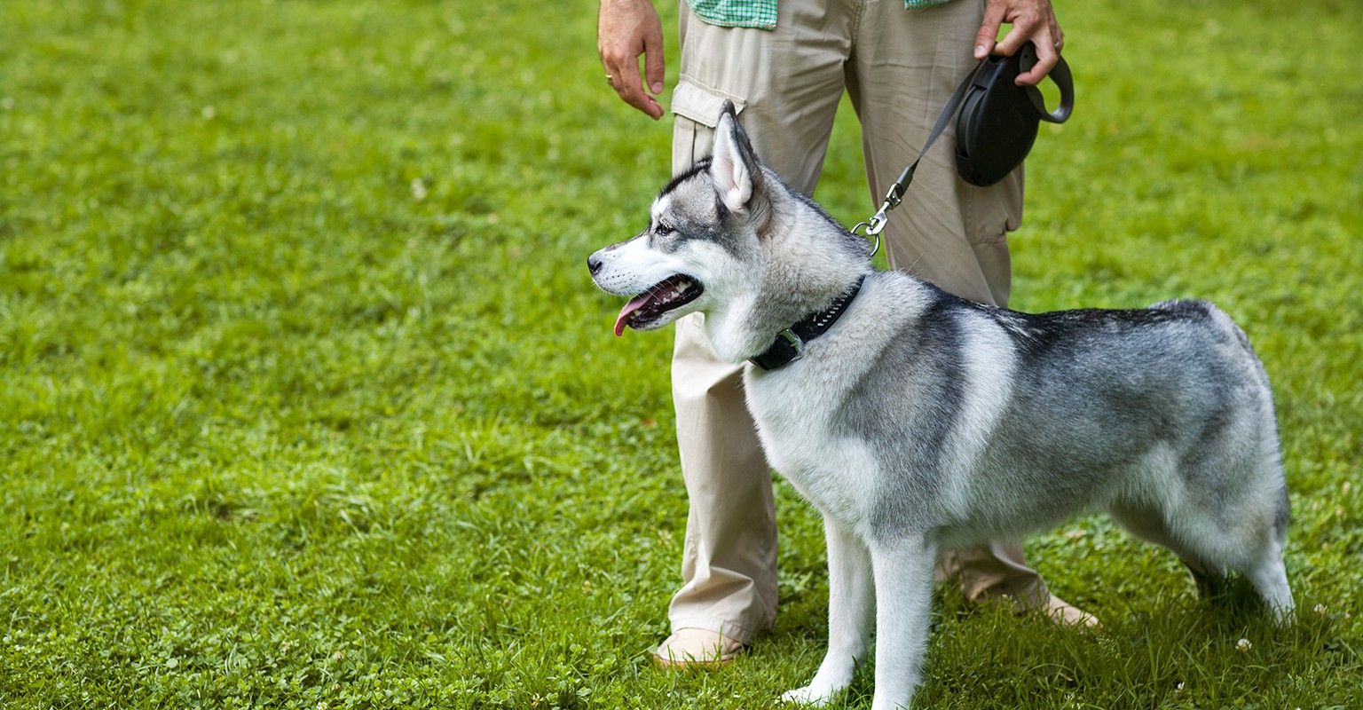 The 10 Best Dog Trainers Near Me (with Free Estimates)