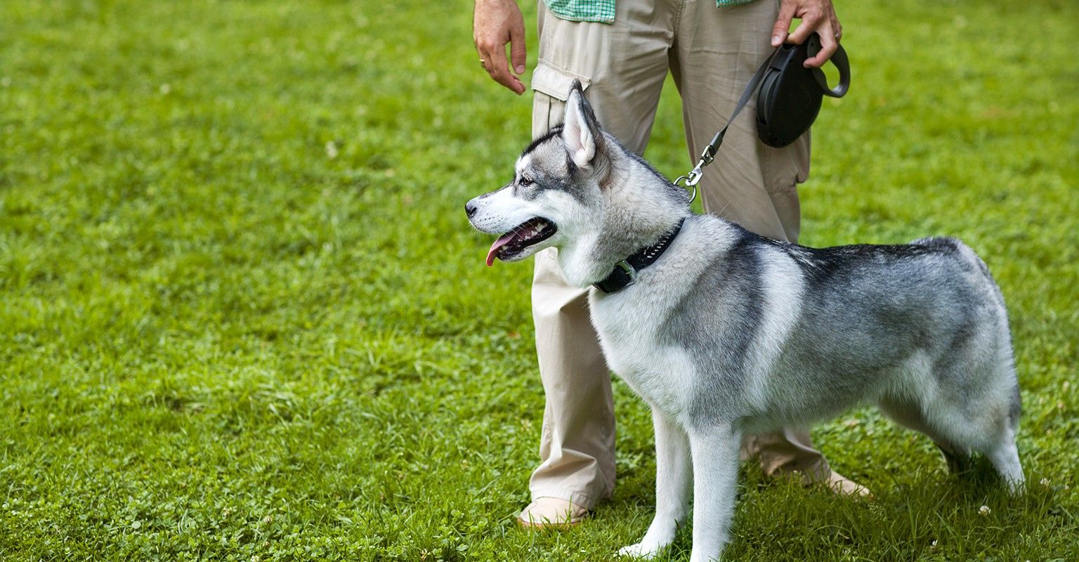 Behavior Modification Dog Trainers Near Me