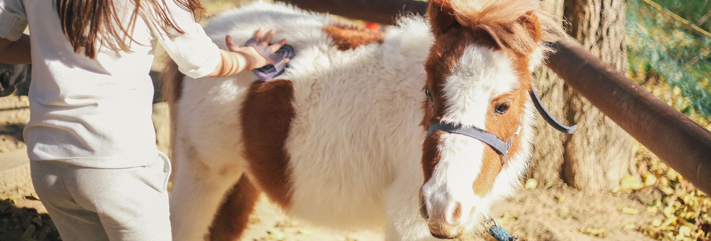 The 10 Best Pony Rides Near Me (with Free Estimates)