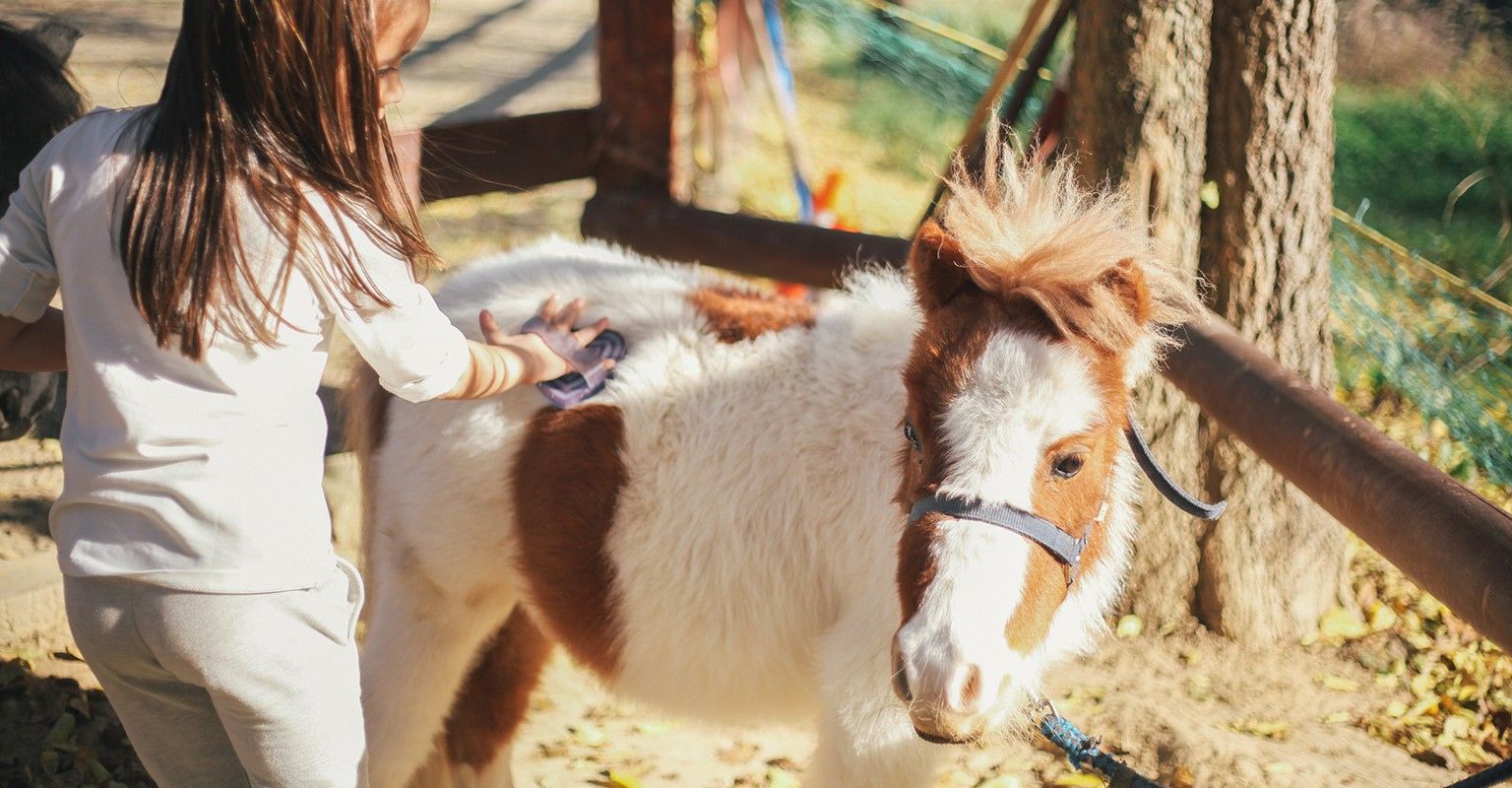 The 10 Best Pony Rides Near Me (with Free Estimates)