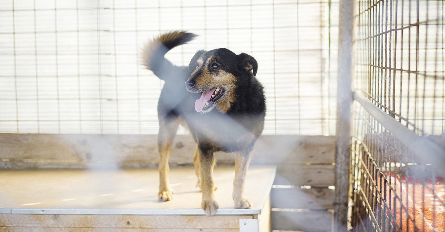 The 10 Best Dog Obedience School Near Me (with Free Estimates)