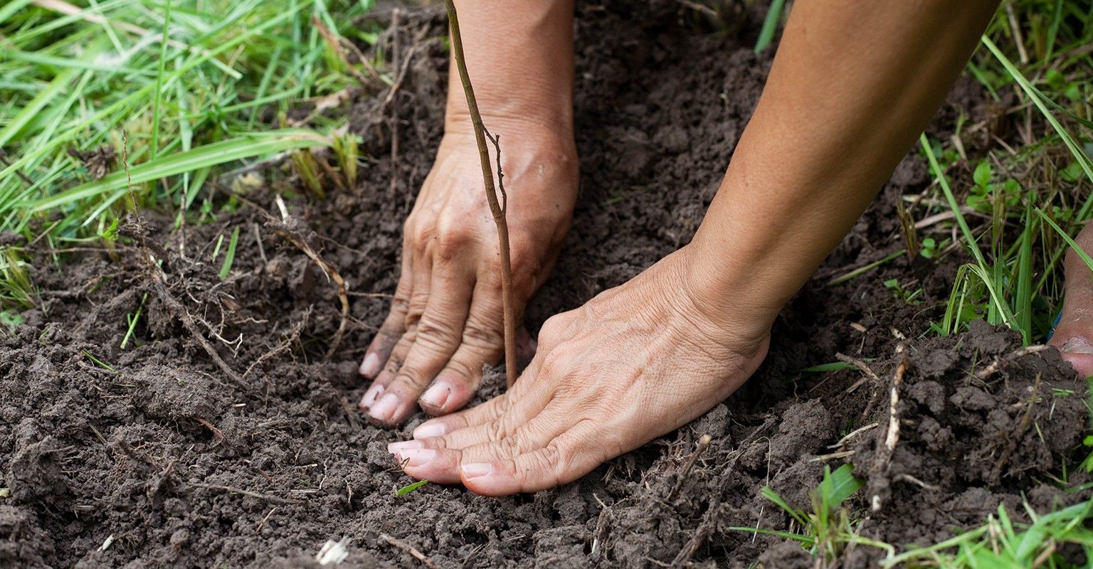 The 10 Best Tree Experts Near Me (with Free Estimates)