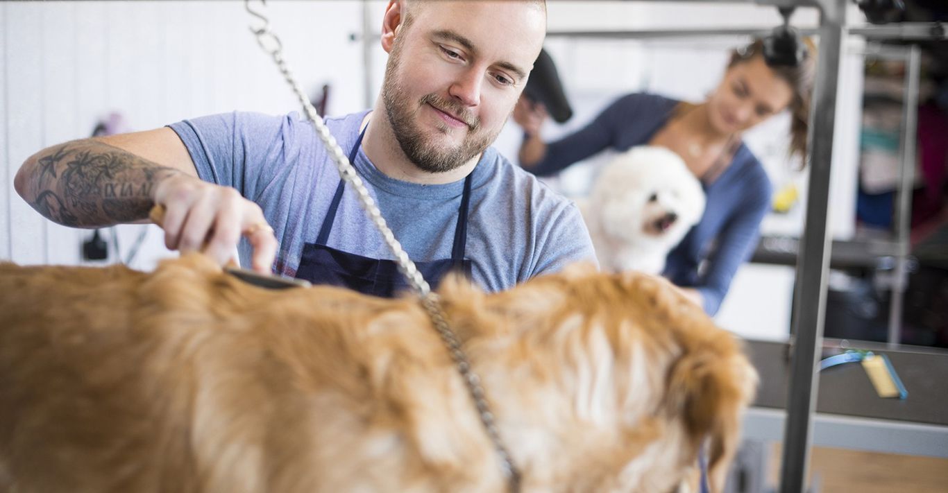 pet groomers near me for dogs        <h3 class=