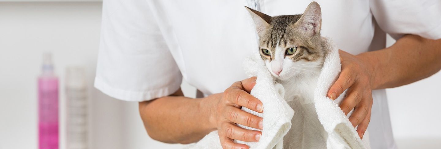 cat cleaning service near me