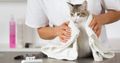 Cat Grooming Service - Grooming Studio SG