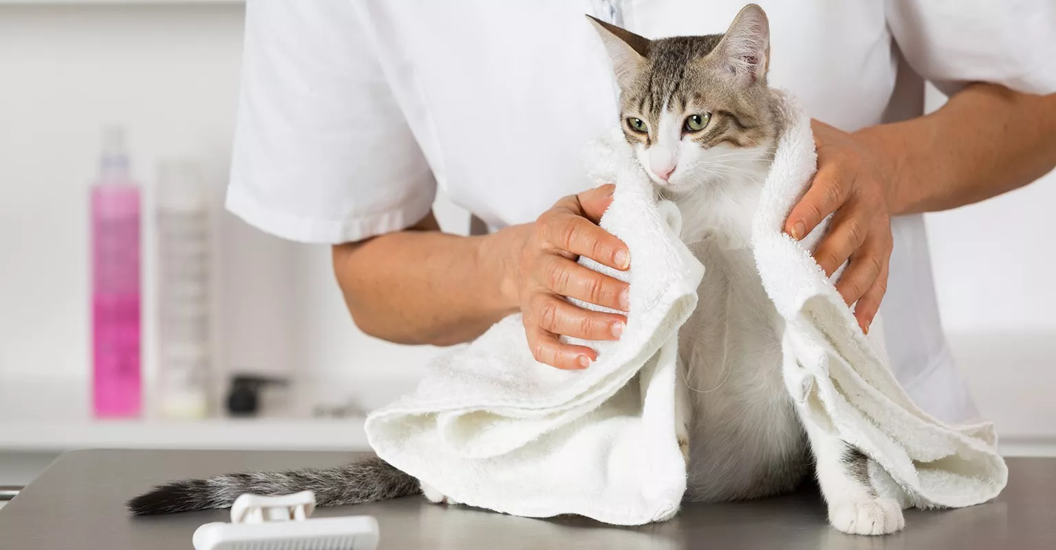 Find a cat groomer in your area