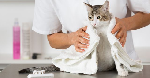 cat bath service