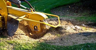 The 10 Best Stump Grinding Services Near Me (with Free Estimates)