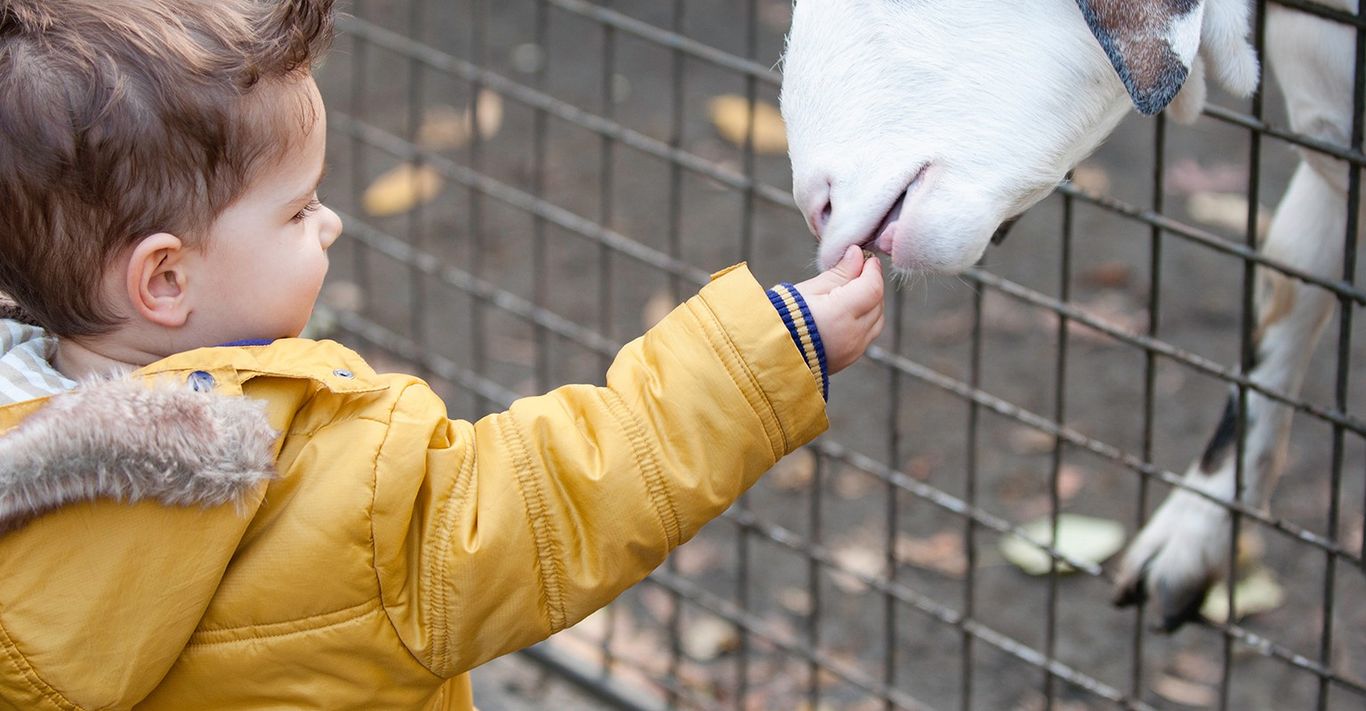 The 10 Best Petting Zoo Rentals Near Me (with Free Estimates)