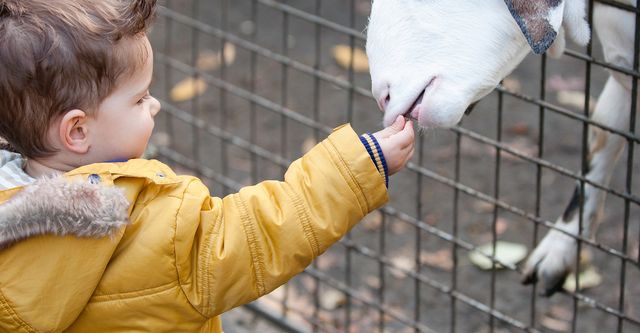 The 10 Best Petting Zoo Party Planners In Jersey City Nj 2021