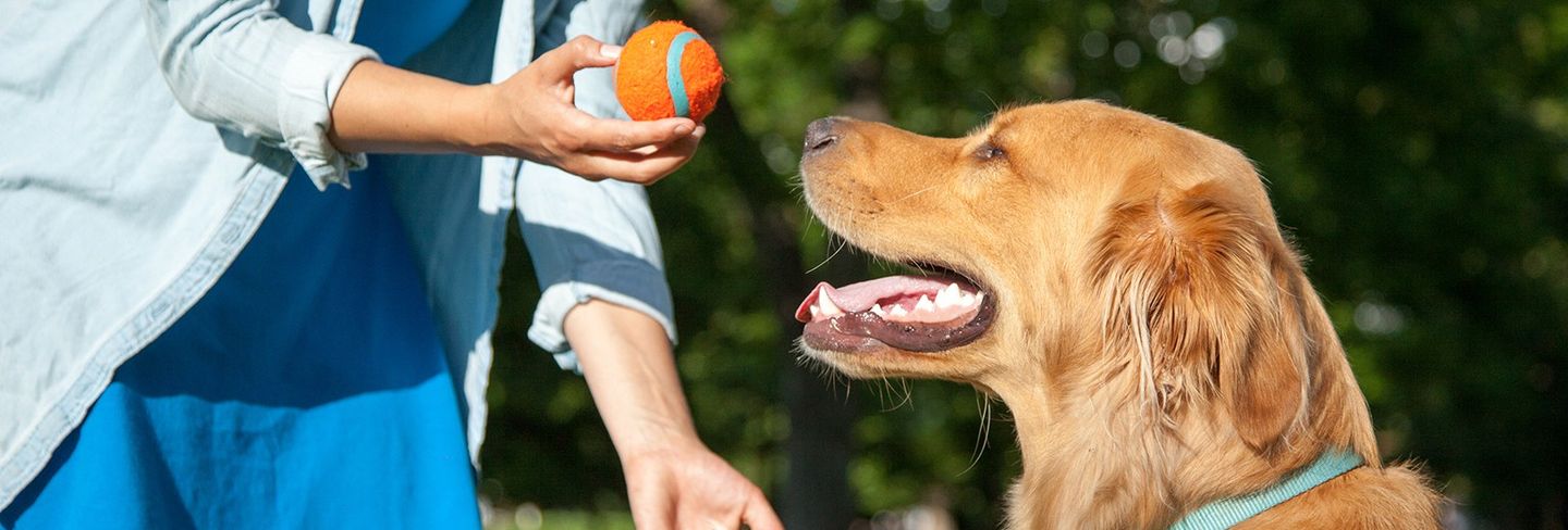 aggressive dog behaviour training