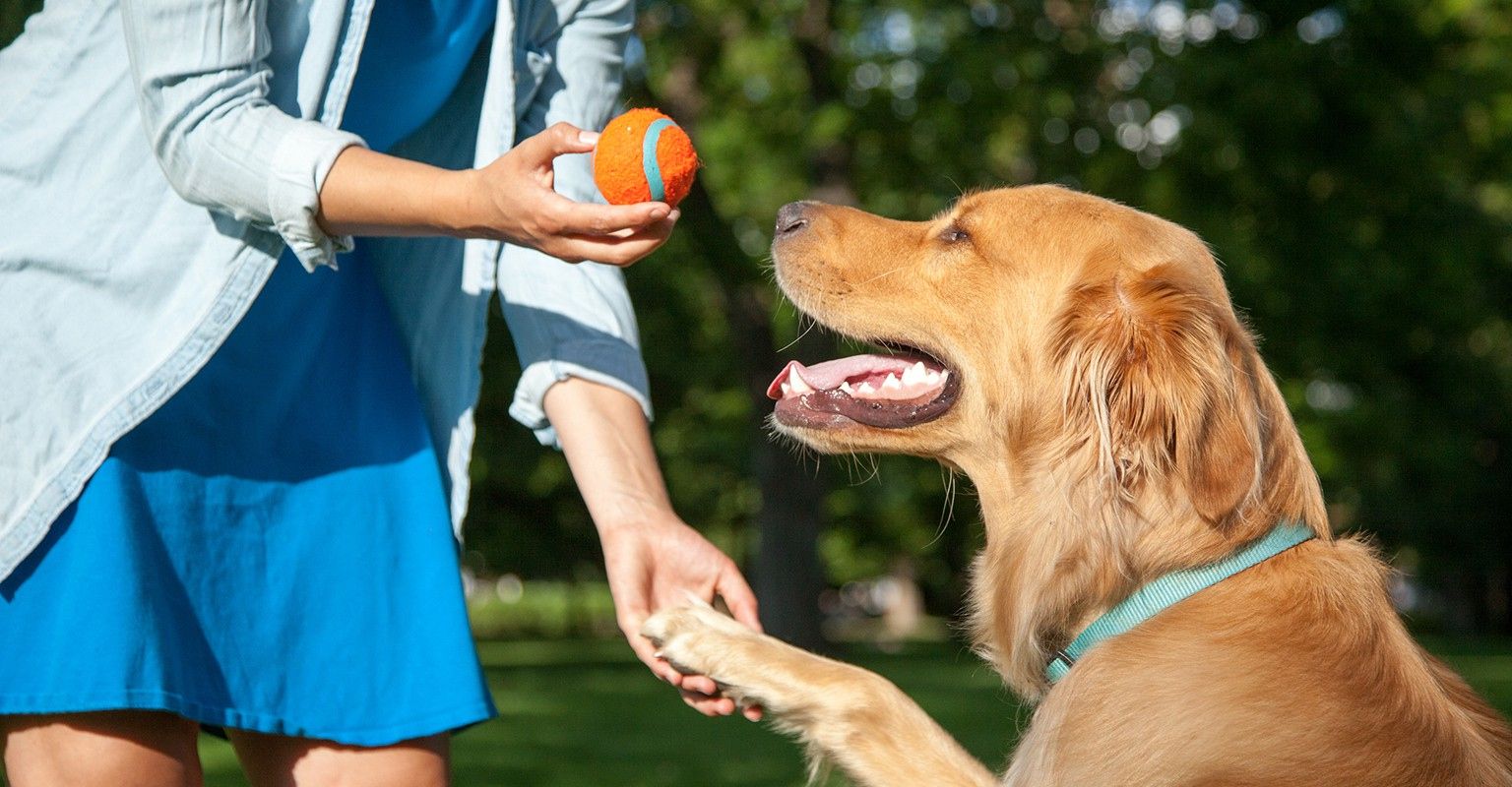 The 10 Best Aggressive Dog Trainers Near Me (with Free