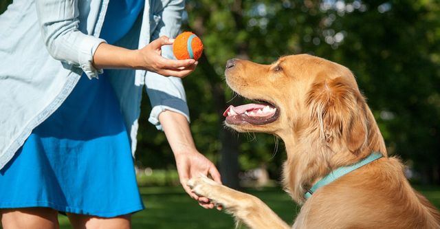 famous dog behavior trainers on tv