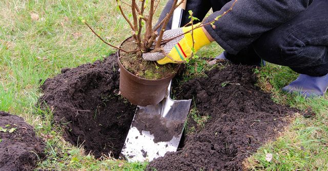 The 10 Best Shrub Planting Companies, Cost For Landscaper To Plant Trees