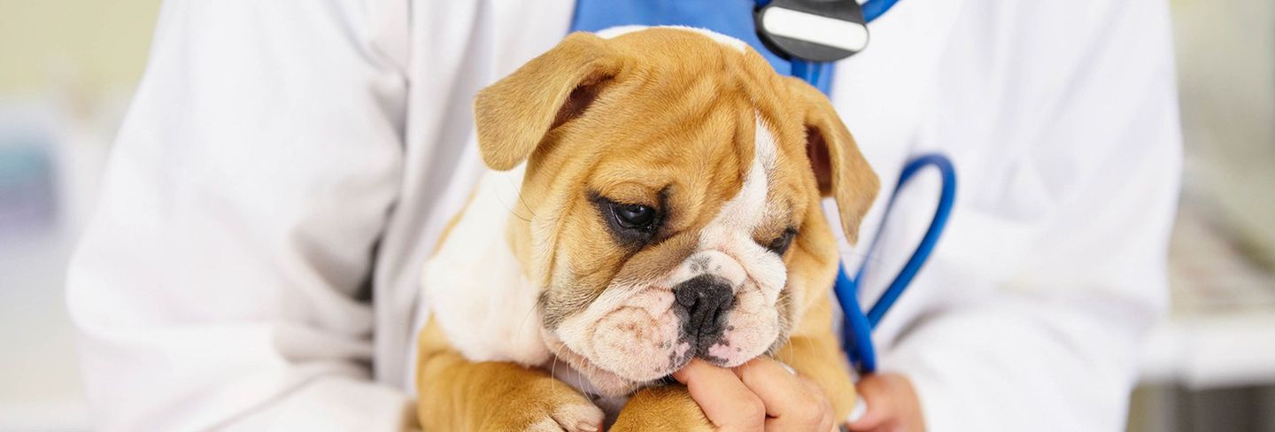The 10 Best Pet Care Services Near Me (with Free Estimates)