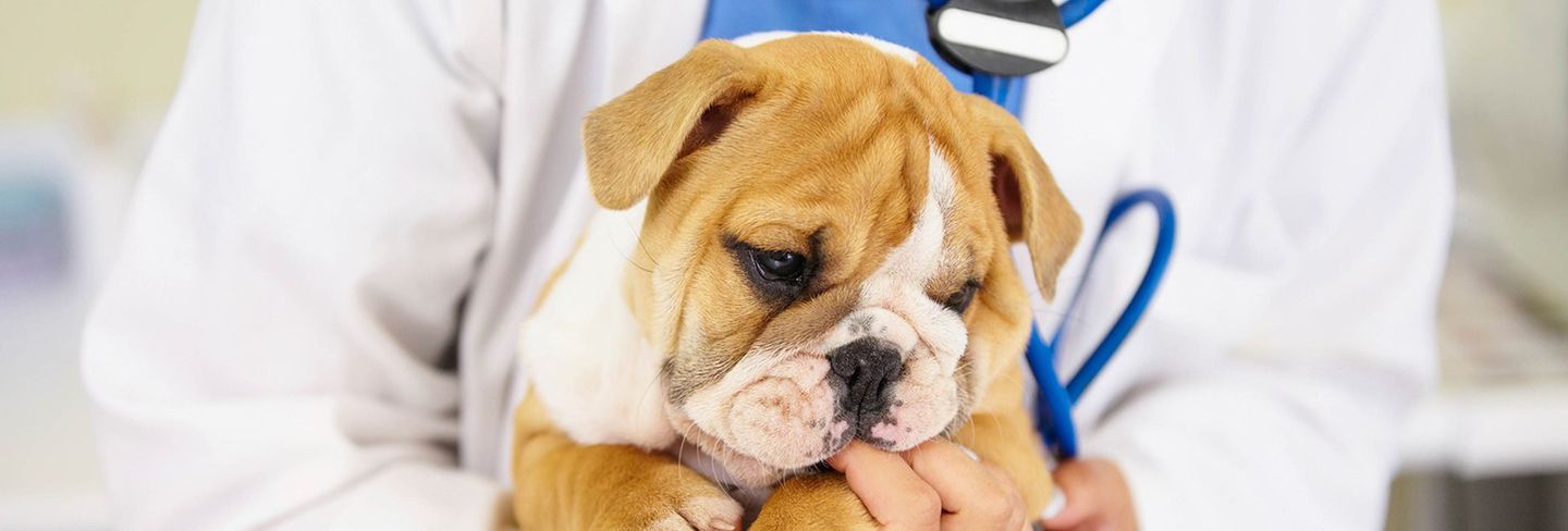 The 10 Best Dog Flea Treatments Near Me With Free Estimates