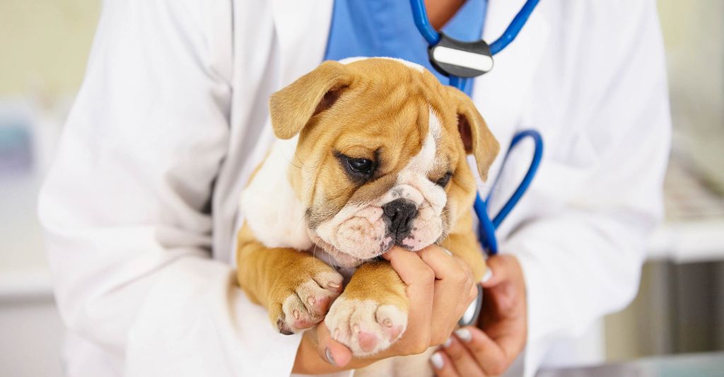 Find a dog flea treatment professional near Marietta, GA