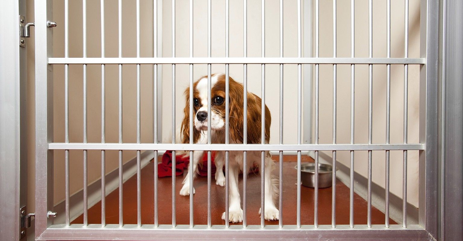 The 10 Best Animal Boarding Near Me with Free Estimates