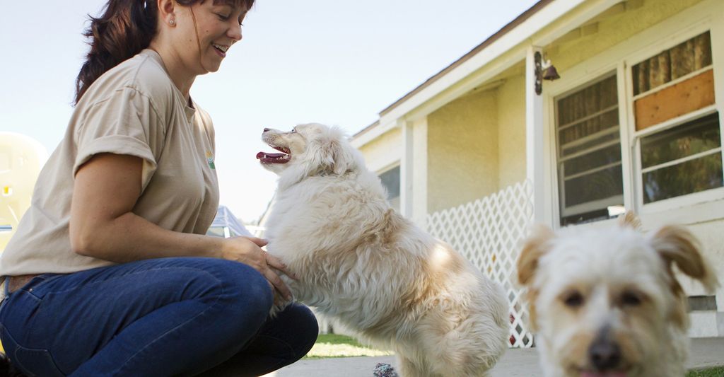 Find a dog day carer in your area