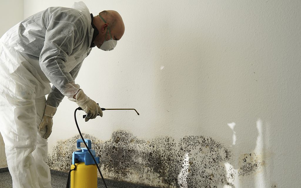 Mold removal cost