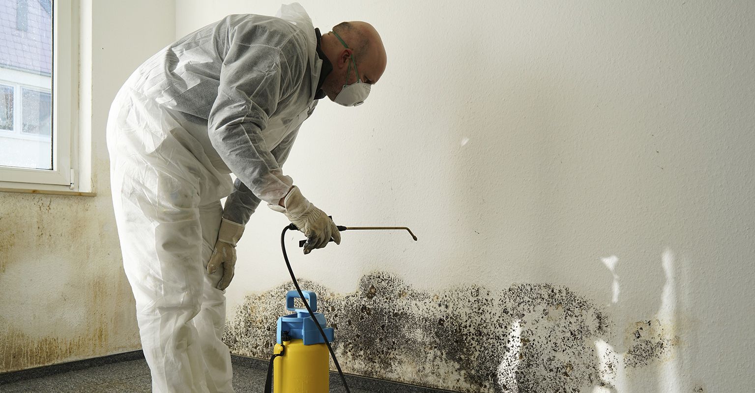 The 10 Best Mold Removers Near Me (with Free Estimates)