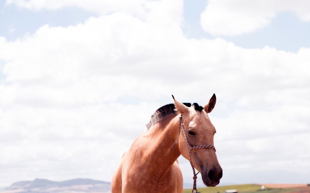 Find a Horseback Riding Instructor in your area