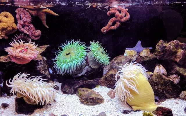 AQUARIUM CLEANERS HOUSTON - Request Information - New Caney, Texas -  Aquarium Services - Phone Number - Yelp