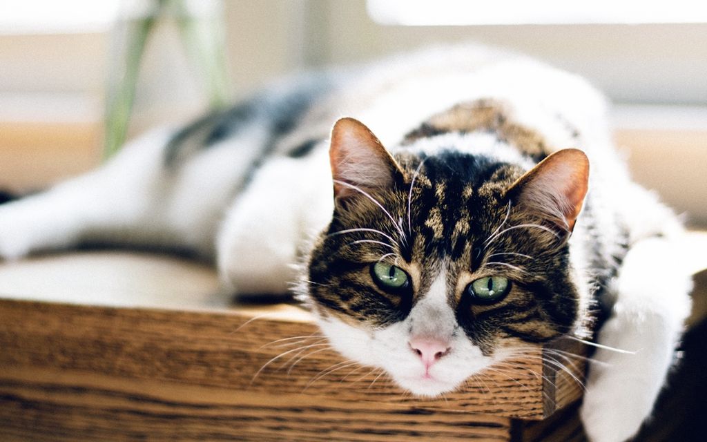 Find a pet boarder in your area