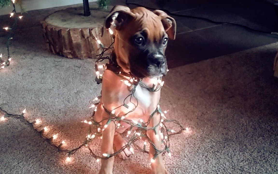 The 10 Best Dog Potty Training Services Near Me (with Free Estimates)