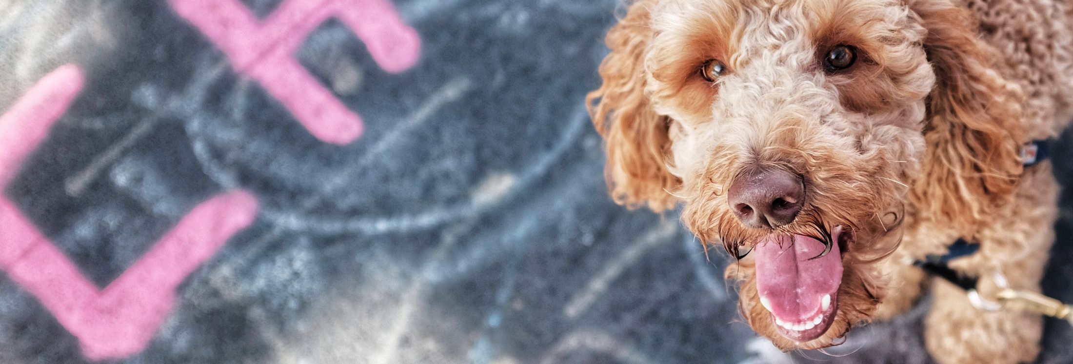 The 10 Best Pet Boarding Services in San Antonio, TX 2024