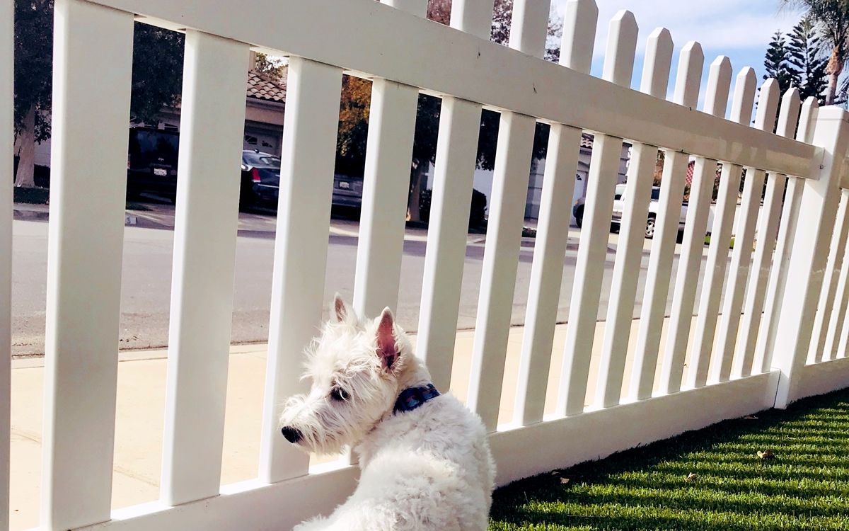 Invisible dog fence prices best sale