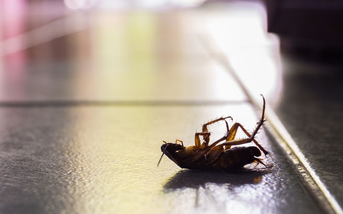 The 10 Best Critter Control Services Near Me (with Free Estimates)