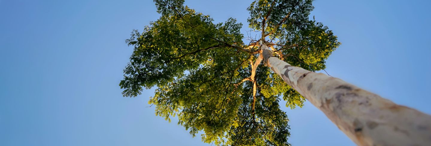 2021 Tree Trimming Costs Thumbtack Com