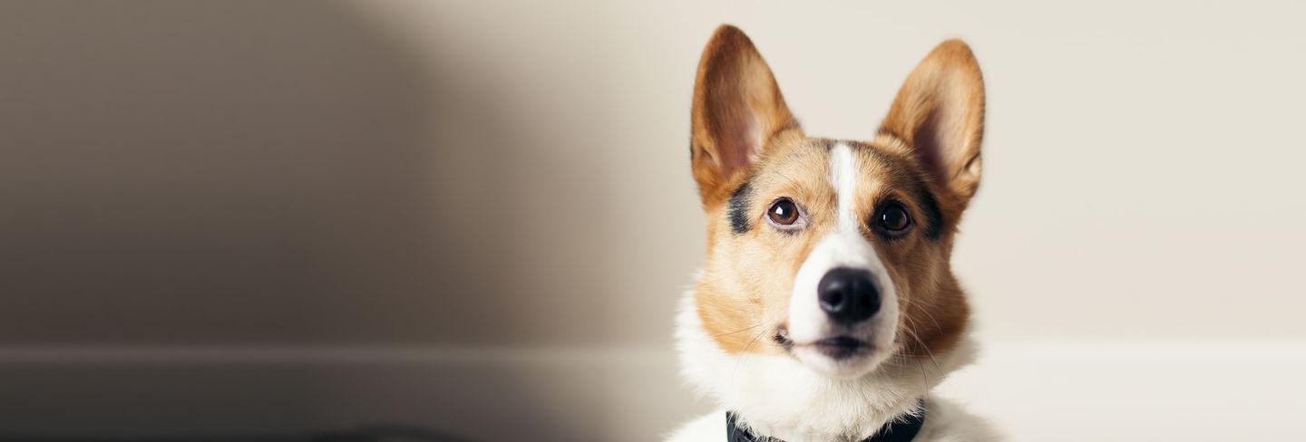 traveling dog groomer