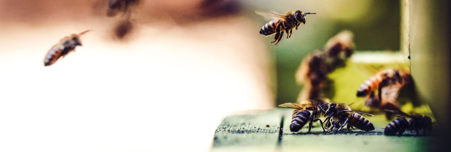 The 10 Best Bee Removal Services Near Me (with Free Estimates)