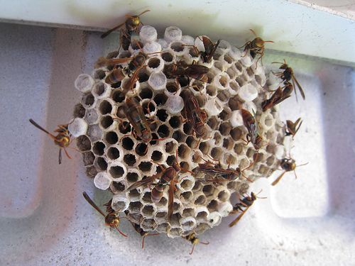wasp nest removal