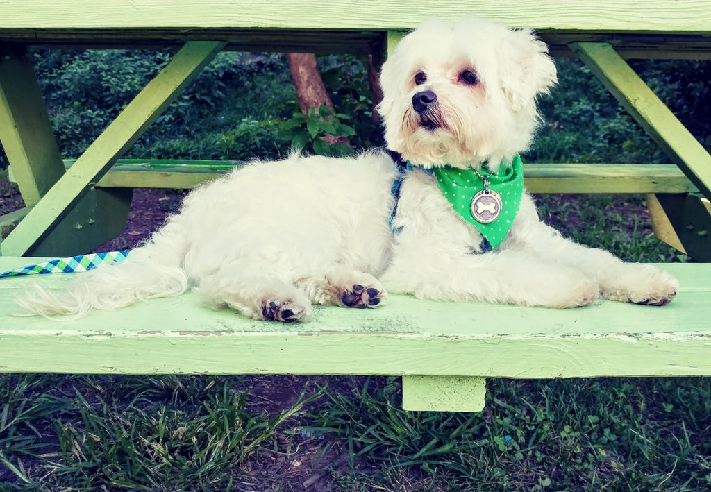 Pretty boy Kane just after grooming!