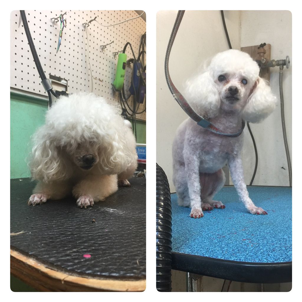 Pampered Pets By Heather Mobile Grooming