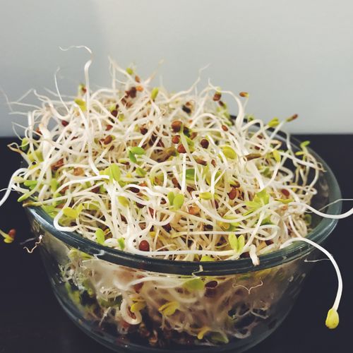 Home Grown Sprouts : are a create source of vitami