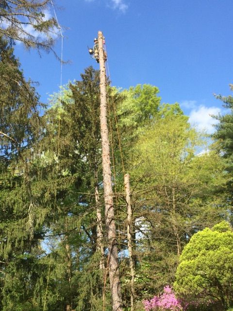 Removal of Pine tree over garden.
